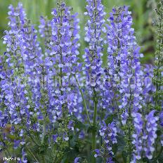 salvia-azure-snow