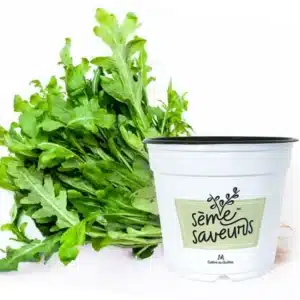 seme-saveurs-roquette