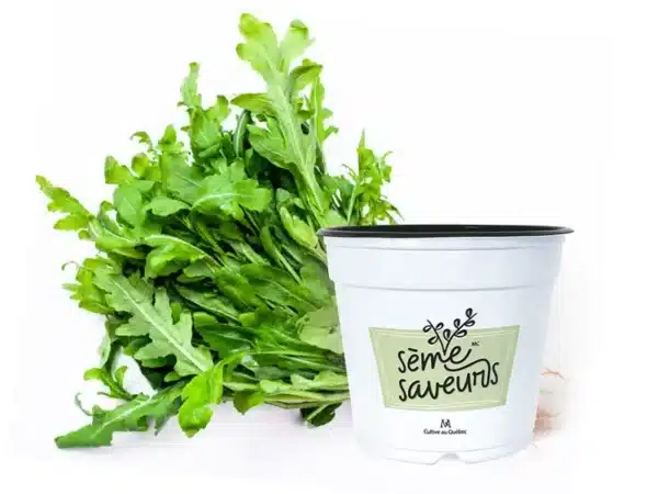 seme-saveurs-roquette