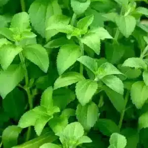 seme-saveurs-stevia