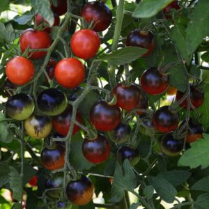 tomate-cerise-midnight-snack-serresbrisebois