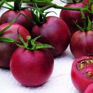 tomate-chocolate-cherry