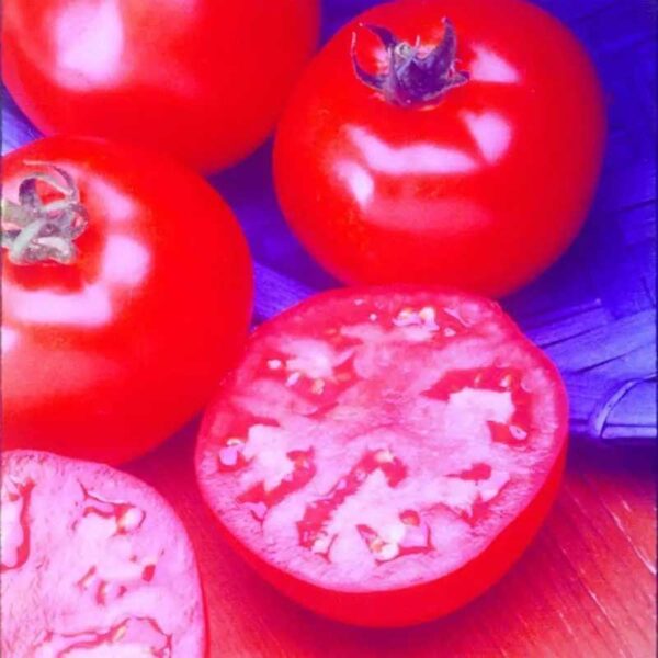 tomate-coeur-de-boeuf-rose