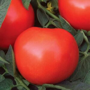 tomate-fantastique-rouge