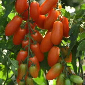 tomate-italienne-san-marzano