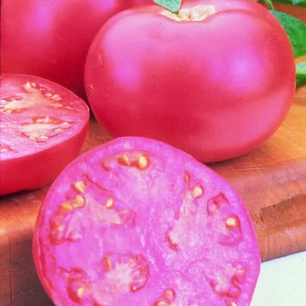 tomate-pink-girl-rose