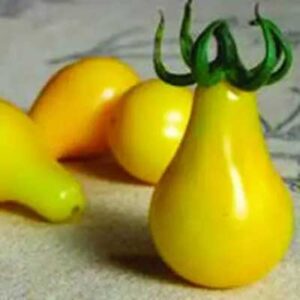 tomate-poire-jaune