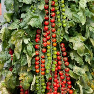 Tomate-rapunzel-serresbrisebois