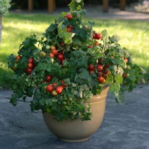 Tomato_Other_Little_bing_Container