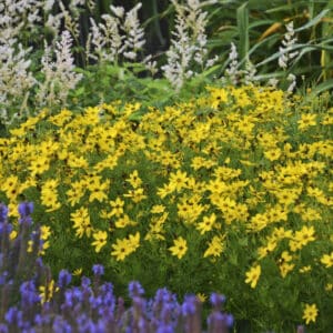 Coreopsis Zagreb_CJW15 (1)
