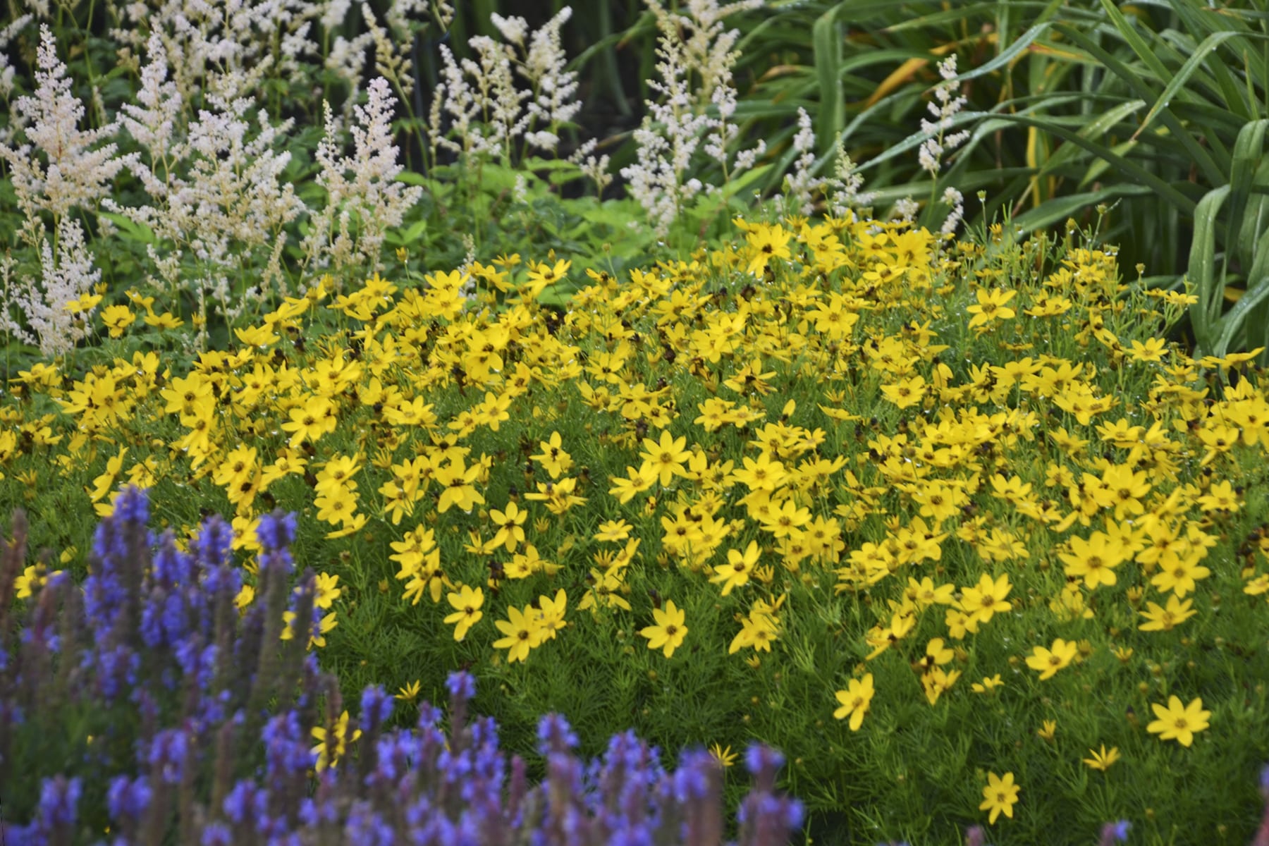 Coreopsis Zagreb_CJW15 (1)