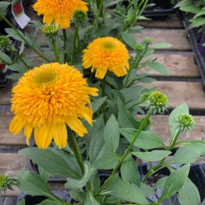 Echinacea cara mia jaune (2)