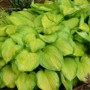 Hosta Stained Glass_CJW13 (1)