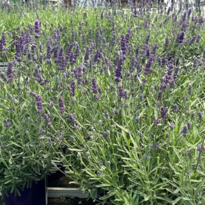 Lavande Super Bleu