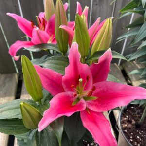 Lilium orientalis sunny Keys 12
