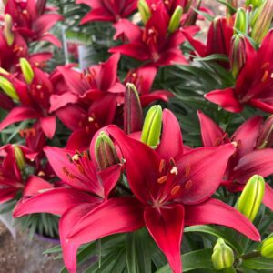 Lilium tiny ghost (1)