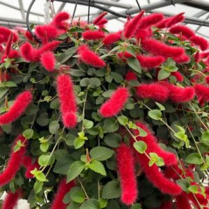 Acalypha