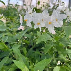 Étoile bethleem vert