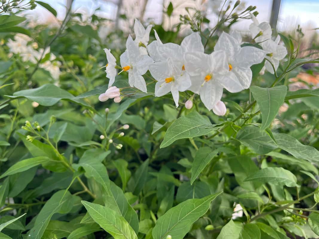 Étoile bethleem vert