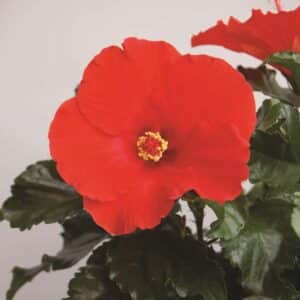 Hibiscus_TortugaWind_cu2(1)