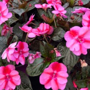 Impatiens sunpatiens compact red candy