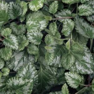 LAM13798-98608_Foliage (1)