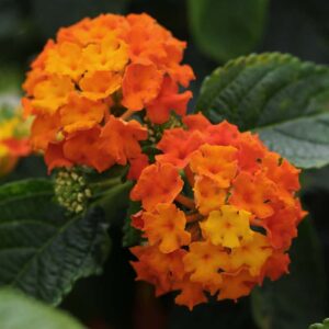 Lantana_Lucky_Flame_Bloom (1)