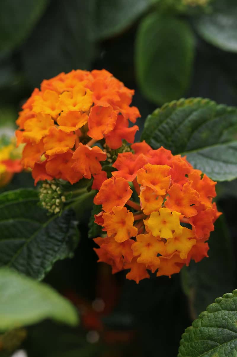 Lantana_Lucky_Flame_Bloom (1)