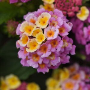 Lantana_Lucky_Pink_Bloom (1)