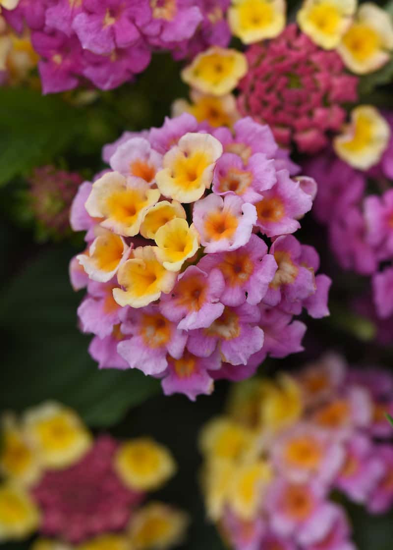 Lantana_Lucky_Pink_Bloom (1)