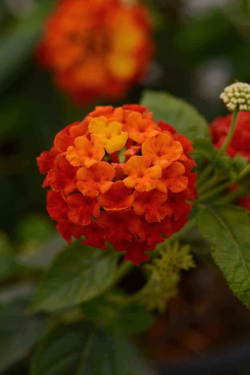Lantana_Lucky_Red_Bloom (1)