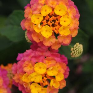 Lantana_Lucky_Rose_sunrise_Bloom (1)