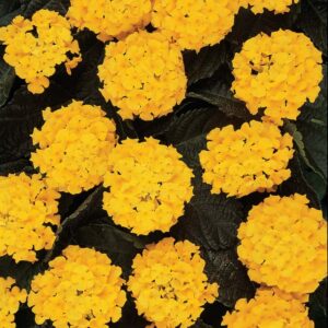 Lantana_Lucky_Yellow_Bloom (1)