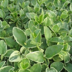 vinca variegata (1)