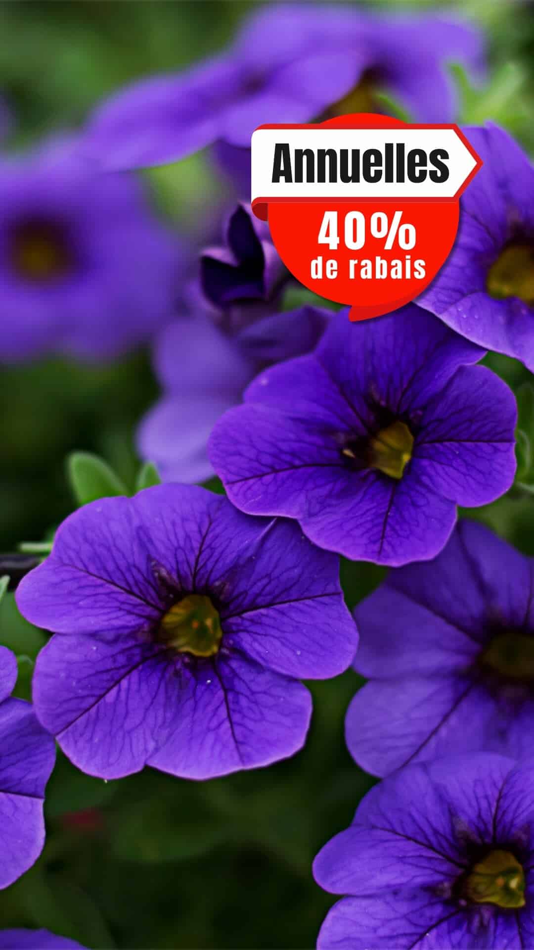 Serres PBrisebois_Annuelles_Visuelstory_T-28993