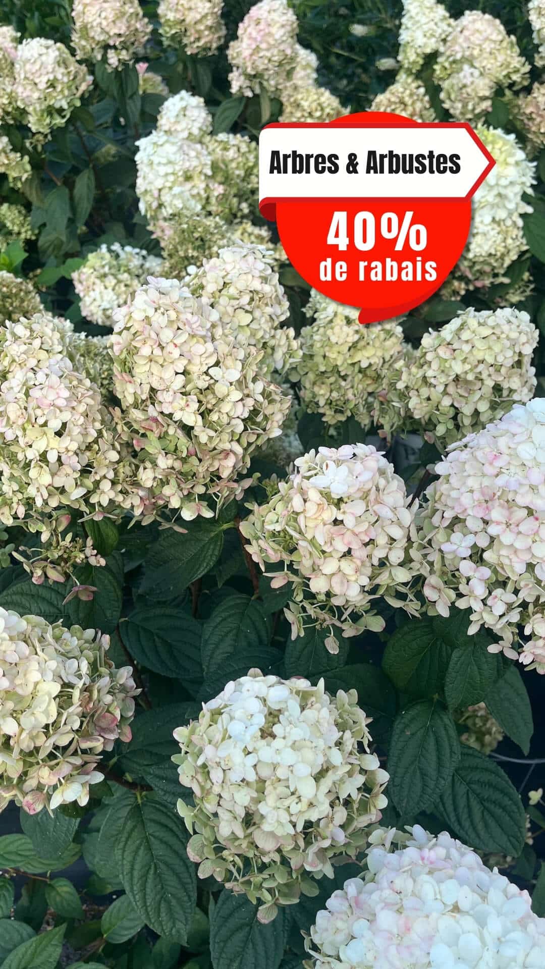 Serres PBrisebois_ arbres et arbustes _Visuelstory_T-28993