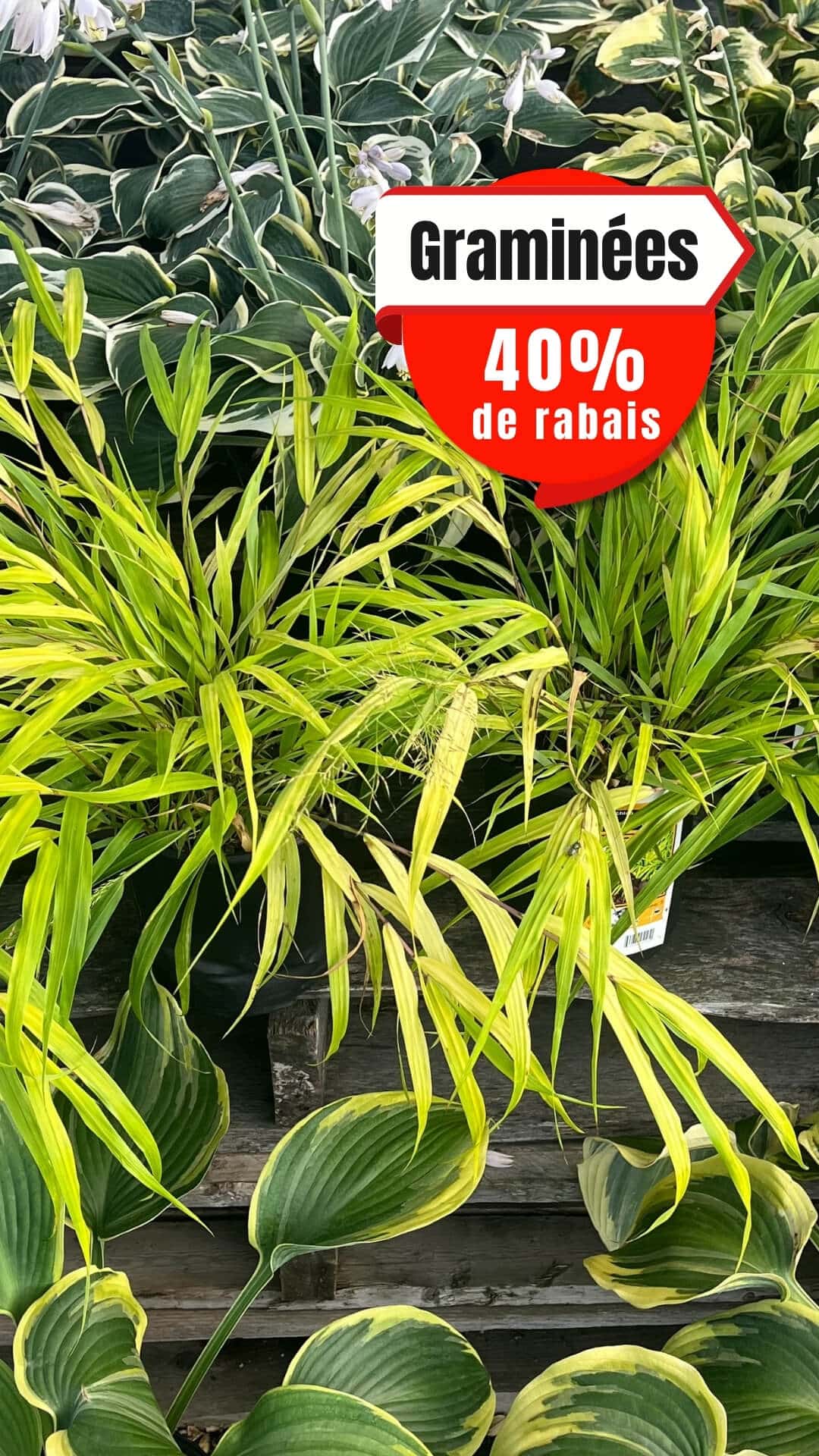 Serres PBrisebois_Graminées_Visuelstory_T-28993