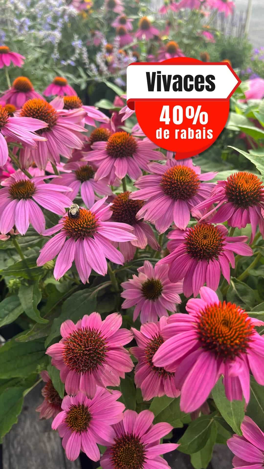 Serres PBrisebois_Vivaces_VisuelStory_T-28993