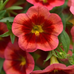 CALIBRACHOA MINIFAMOUS NEO CORAL FLASH_Bloom_Bloom(1)