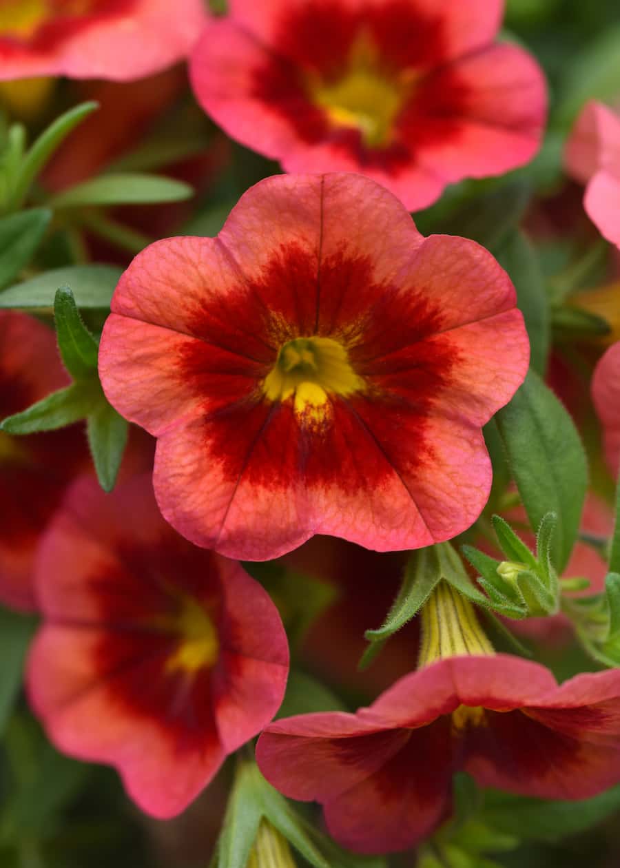 CALIBRACHOA MINIFAMOUS NEO CORAL FLASH_Bloom_Bloom(1)