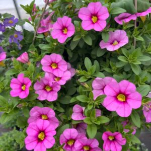 Calibrachoas callitastic Ballerina