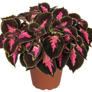 Coleus_Main_street_Fifth_avenue_improved_Pot on Sweep (4)