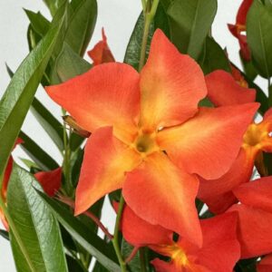 DIPLADENIA SUN PARASOL FIRED UP ORANGE_Bloom_Bloom(1)