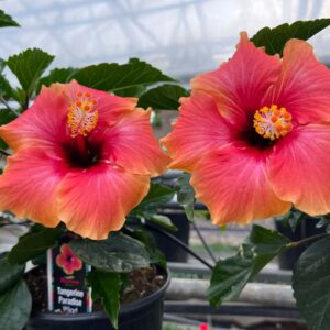 Hibiscus rosa sinensis tangerine paradise wind 2