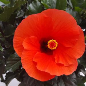 HIBISCUS WIND FIRE_Bloom_Bloom