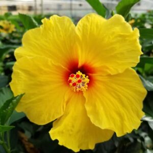 HIBISCUS WIND ISLAND_Bloom_Bloom