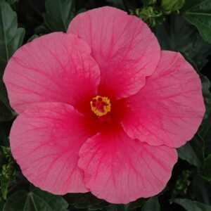 HIBISCUS WIND PINK PUNCH_Bloom_Bloom