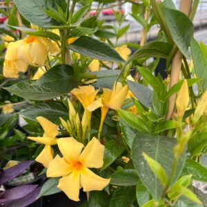 Mandevilla sunbeam