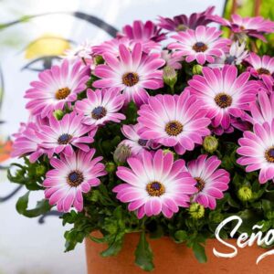 Osteospermum Senoritas Monica