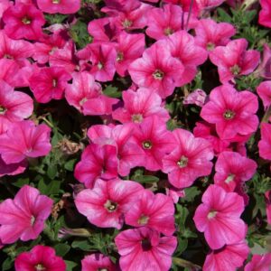 Petunia Headliner Lipstick (1)